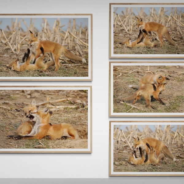 5 Digital downloads, digital photography, printable, fox, wall art, gift, instant, wildlife, nature, foxes, den, fox playtime, wallpaper