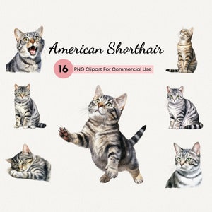 American Shorthair Cat PNG, 23 High Quality Watercolor American Shorthair Clipart, Kitten Cat Breed, Cat Portrait, Commercial Use, Scrapbook
