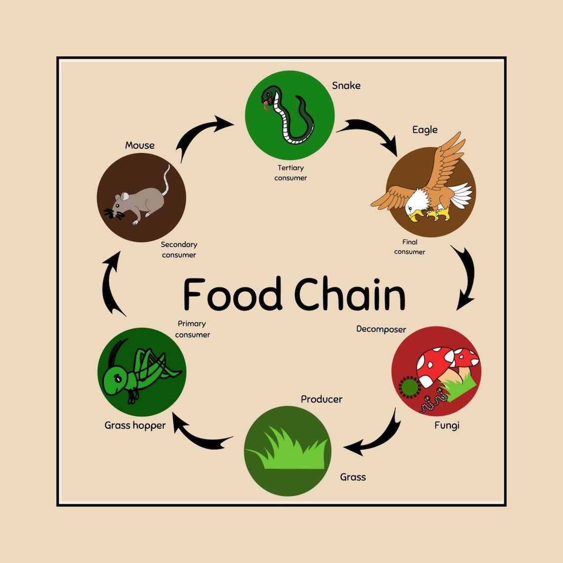 Food Chain Wall Art Nursery Educational Poster for Playrooms and Kids ... Biology Diagrams