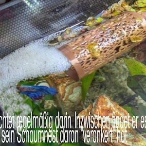 Betta Cave Fighting Fish Shrimp - Sleeping Tube Tube Hideout Tunnel Lounger Tube Moss Tube - Attach to pane with suction cup Bettas love it