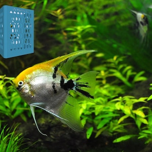 Aquarium Plant Box Plant Basket Box Mangrove Bamboo Reed with Holder - Seawater Freshwater for Hanging Aquatic Plants - Variable Height