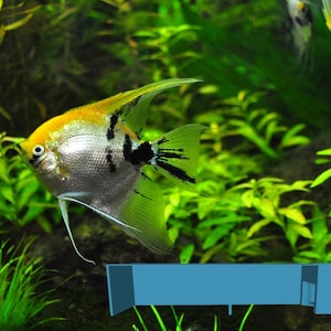 Aquarium Fish Tunnel Cave Underground Aquarium Cave Fish Shrimp