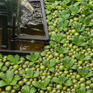 Floating plant barrier - Self Leveling - Adapts to the water level - Keeps floating plants away from the filter, away filter protection aquarium