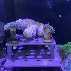 May include: A close-up of a coral reef tank with a variety of corals, including a green and brown coral, a white and brown coral, and a purple and green coral. The corals are growing on a gray plastic stand with holes in it. There is a small orange and white clownfish swimming in the tank.
