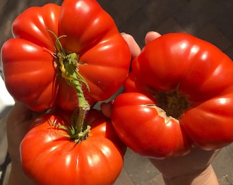 König Gigant rot –  russische XXL Fleischtomate, 600–1000 g, aromatisch, fruchtig  10+ frische Samen 2025, samenfest, inkl. Anzuchtanleitung
