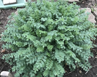 Burnet seeds, perennial! Hardy! Evergreen, fresh, 20+ seeds for 2025! Open-pollinated! With cultivation instructions!