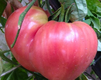 Tomatensamen russische Fleischtomate "Ochsenherz" rosa frische 10+ Samen 2025! Samenfest! Mit Kultur-Anzuchtanleitung!!