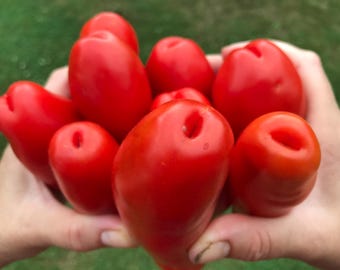 Semillas de tomate ciruela ruso Casanova, ¡más de 10 semillas frescas en 2025! ¡Siembra estable! ¡Con instrucciones de cultivo!