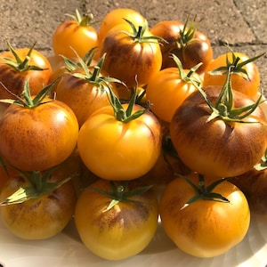 Op de afbeelding: Een verzameling gele en oranje erfstuktomaten met een donkerbruin marmerpatroon. De tomaten zijn gerangschikt op een wit bord.