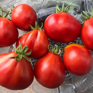 Op de afbeelding: Een close-up van een groep rijpe, rode tomaten met groene stelen. De tomaten hebben verschillende vormen, sommige rond en andere langwerpig. De afbeelding toont de levendige kleur en textuur van de verse groenten.