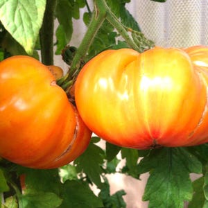 May include: Two large, ripe heirloom tomatoes with a vibrant orange and red gradient, attached to a green vine with leaves. The tomatoes have a ribbed texture and are in a close-up shot.