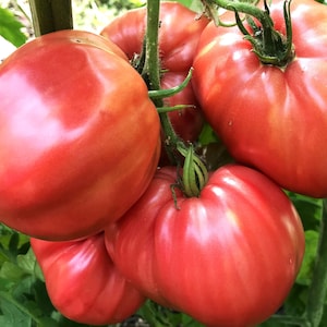 Tomatensamen Russische Fleischtomate "Gigant" rosa frische 10+ Samen 2024! Samenfest! Mit Kultur-Anzuchtanleitung!