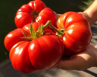 May include: A collection of large, ripe, red tomatoes are held. The tomatoes have a ribbed appearance and green stems. The tomatoes are in bright sunlight, with a green background.