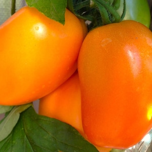 Könnte beinhalten: Eine Gruppe von drei leuchtend orangefarbenen, ovalen Tomaten, die an einer grünen Rebe hängen. Die Tomaten haben eine glatte, glänzende Haut und sind an grünen Stielen befestigt, wobei kleine grüne Blätter an der Basis der Fruchtgruppe sichtbar sind.