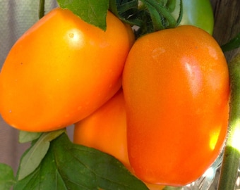 Semillas de tomate: tomate ciruela ruso, tomate pizza "Banana" naranja, ¡más de 10 semillas, 2025! ¡Sin semillas! ¡Incluye instrucciones de cultivo!