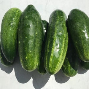 Cetriolo Corinto - Sementi Per Orto E Giardino - Sementi Dotto - Foto 10