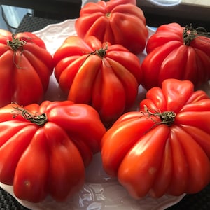 Könnte beinhalten: Sechs große, rote, alte Tomatensorten mit gewelltem Aussehen sind auf einem weißen Teller angeordnet. Die Tomaten sind alle unterschiedlich groß und geformt, aber alle sehr reif und saftig.