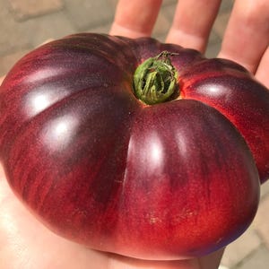 May include: A large, round heirloom tomato with a deep purple and dark red skin featuring subtle vertical ribbing. The tomato has a small, bright green stem remnant at the centre top, with a smooth, glossy surface texture and a firm, rounded shape.