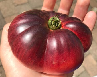 Prademir Cherry-Tomaten Samen Aus Portugal – 25 Samen, Süß & Ertragreich, Für Balkon & Garten