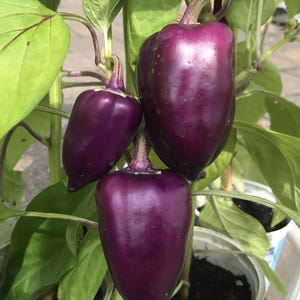 Pepper seeds Hungarian pepper "Lilac Mist" seeds, fresh 10+ seeds, 2025! Seed-stable! With cultivation instructions!