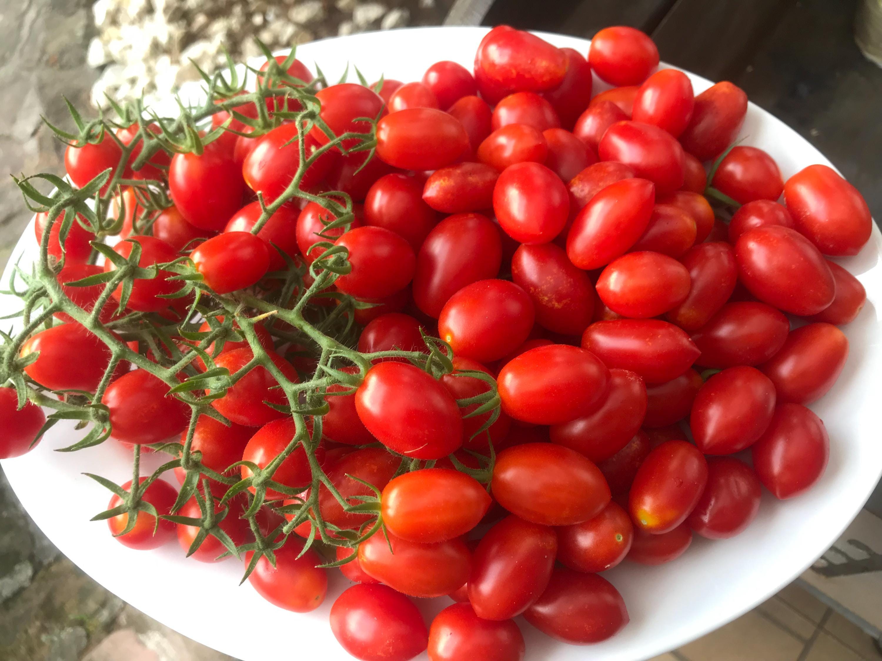 Wild tomato seeds - Etsy 日本