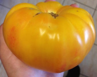 Semillas de tomate American beefsteak "Pineapple" frescas, ¡más de 10 semillas en 2025! ¡Siembra estable! ¡Con instrucciones de cultivo!