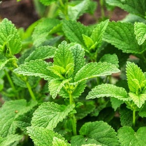 Graines de mélisse, graines de citronnelle, herbe citronnée 100+ graines fraîches 2024 ! Fête des Semences !! Avec instructions de culture !!