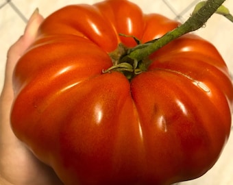 Semillas de tomate "King Gigant" rojo fresco, ¡más de 10 semillas en 2025! ¡Siembra estable! ¡Con instrucciones de cultivo!