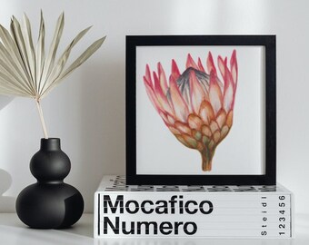 Acquerello del fiore di Protea - Download digitale