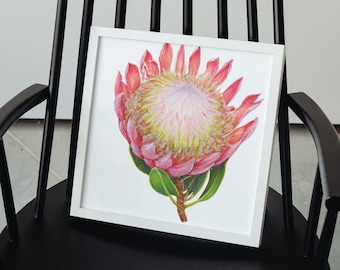 Acquerello del fiore di Protea - Download digitale