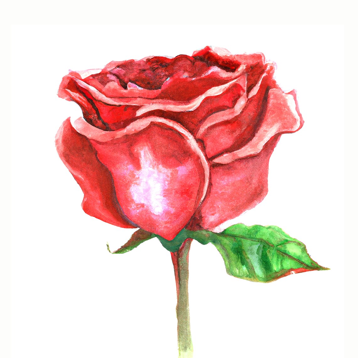 Watercolor Art of Red Rose - Digital Download - Etsy