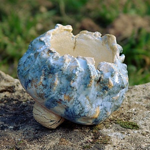 Vaso para planta caudex