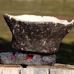 Vaso para planta caudex