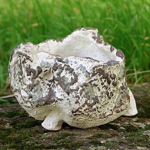Vaso para planta caudex