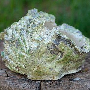 Pot for caudex plant