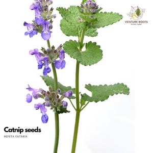 May include: Purple catnip flowers with green leaves on a white background. The text "Catnip seeds" and "Nepeta Cataria" are below the flowers. The text "Venture Roots Micro Farm" is in the upper right corner of the image.