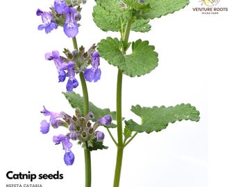 Catnip Seeds – Nepeta cataria | Calming Medicinal Herb, Perennial, Loved by Cats, Non-GMO, Open-Pollinated
