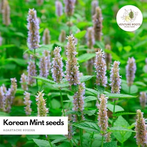 May include: A field of Korean Mint plants, Agastache rugosa, featuring tall, slender spikes of light purple flowers and vibrant green serrated leaves. A white circular logo for Venture Roots Micro Farm is in the corner with text.