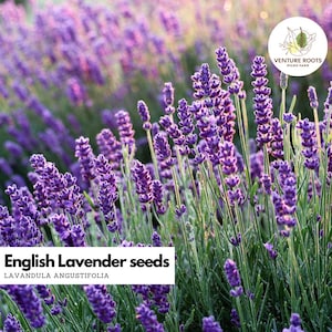 Lavender seeds (Lavandula angustifolia) – Seeds, Non-GMO, Open - Pollinated, Perennial Herb, Supports Relaxation, Attracts Pollinators