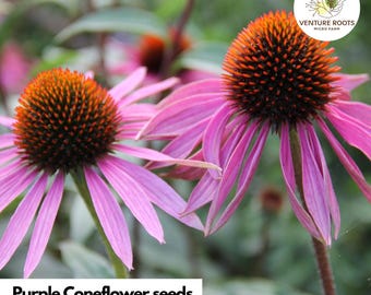 May include: Close-up of two purple coneflower blooms with orange centers and drooping pink petals. The image includes the text "Purple Coneflower seeds" and "Echinacea purpurea". A logo for Venture Roots Micro Farm is in the upper right corner.