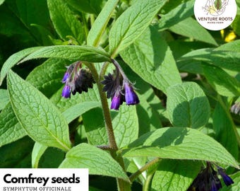 Comfrey Seeds – Symphytum officinale | Medicinal Herb, Pollinator Plant, Non-GMO, Open-Pollinated