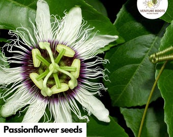 Passionflower Seeds – Passiflora incarnata | Medicinal Vining Herb, Perennial, Attracts Pollinators, Non-GMO, Open-Pollinated