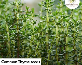 Thyme Seeds – Thymus vulgaris | Classic Culinary Herb, Perennial, Drought Tolerant, Non-GMO, Open-Pollinated