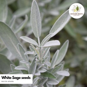 White Sage seeds (Salvia apiana) – Seeds, Non-GMO, Open-Pollinated Seeds, Sacred Herb for Smudging, Perennial, Drought Tolerant