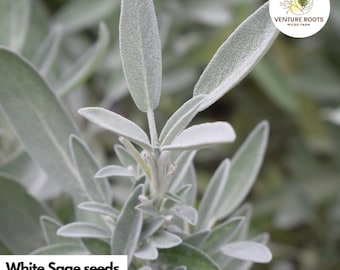 White Sage Seeds – Salvia apiana | Sacred Herb for Smudging, Non-GMO, Open-Pollinated