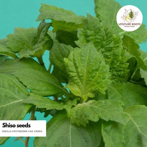 Shiso seeds (Perilla frutescens) – Seeds, Non-GMO, Open-Pollinated, Aromatic Culinary Herb, Annual