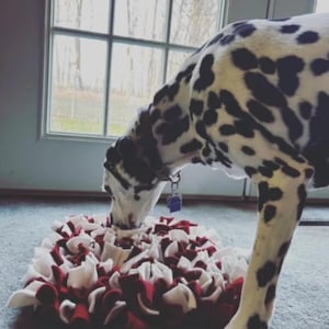 May include: A Dalmatian dog is sniffing a red and white fleece dog snuffle mat. The mat is made of many fabric strips that are tied together to create a maze for the dog to sniff and explore.