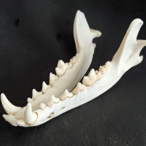 Coyote, complete lower jaw.