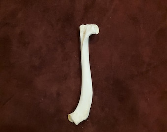 Authentic Coyote Leg Bone;Femur