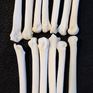 Coyote foot bones, metacarpals